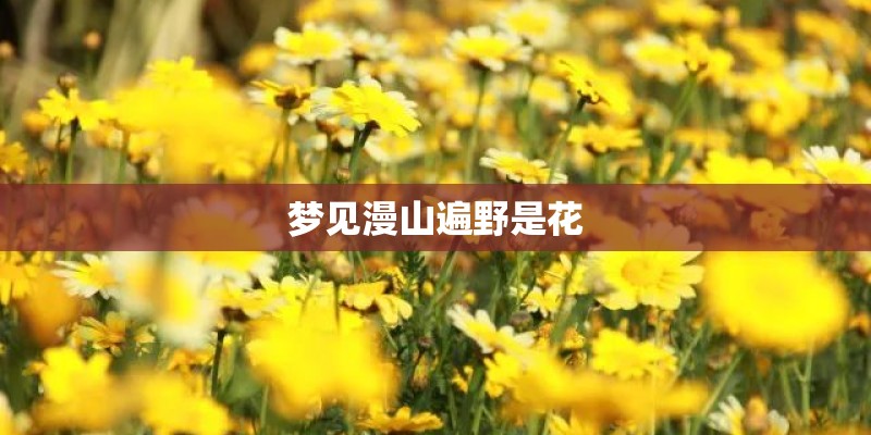梦见漫山遍野是花
