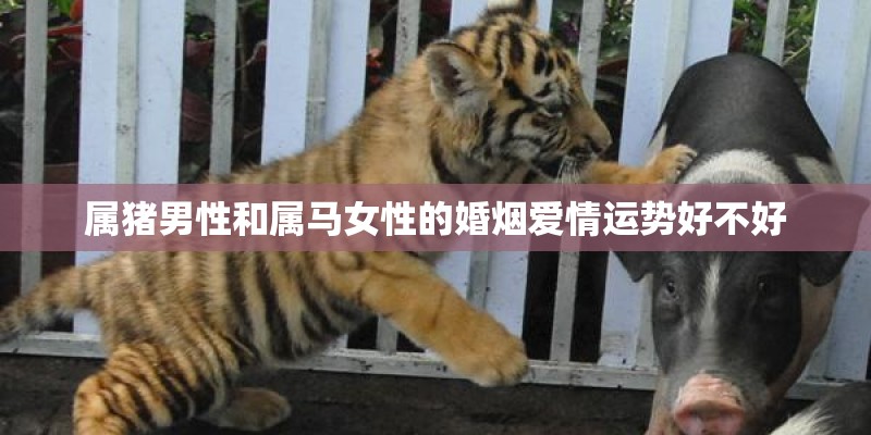 属猪男性和属马女性的婚烟爱情运势好不好