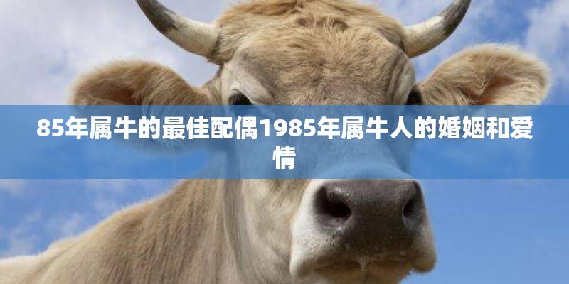 85年属牛的最佳配偶1985年属牛人的婚姻和爱情 85年属牛的最佳配偶1985年属牛人的婚姻和爱情