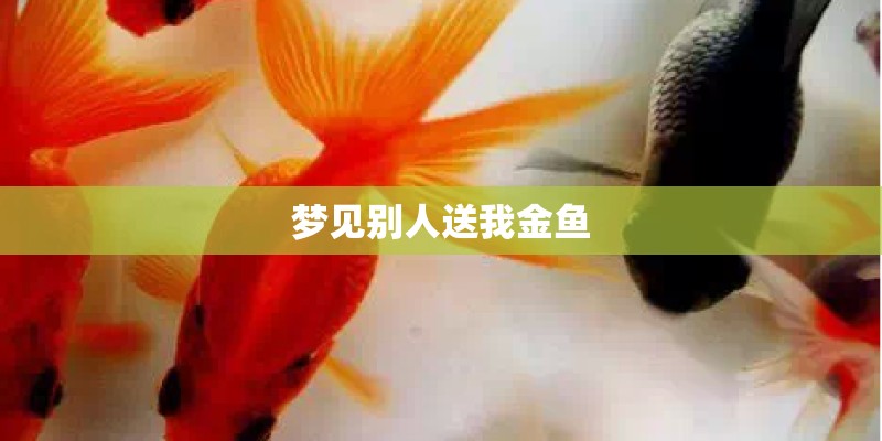 梦见别人送我金鱼