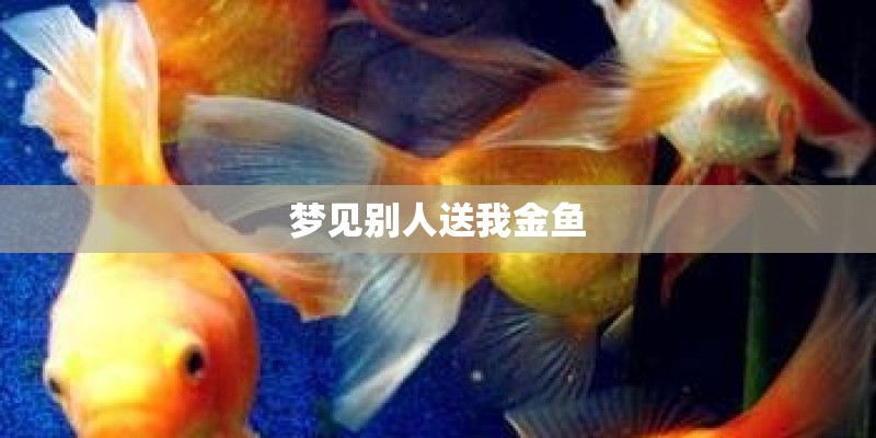 梦见别人送我金鱼