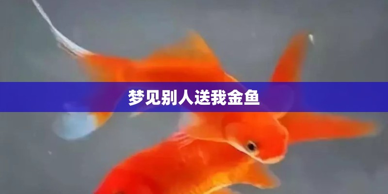 梦见别人送我金鱼