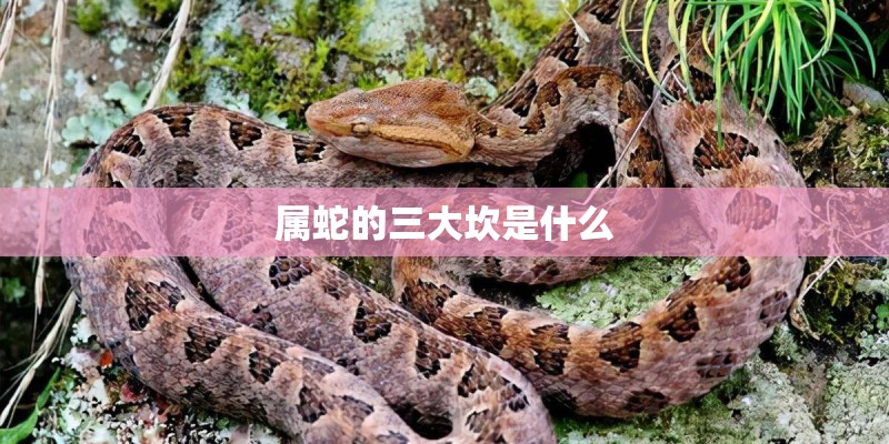 属蛇的三大坎是什么